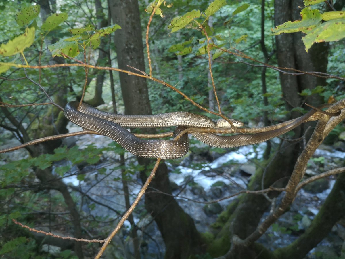 Catch of the day: Aesculapian Snake: Zamenis longissimus. Last day of the Bulgaria excursion with students.