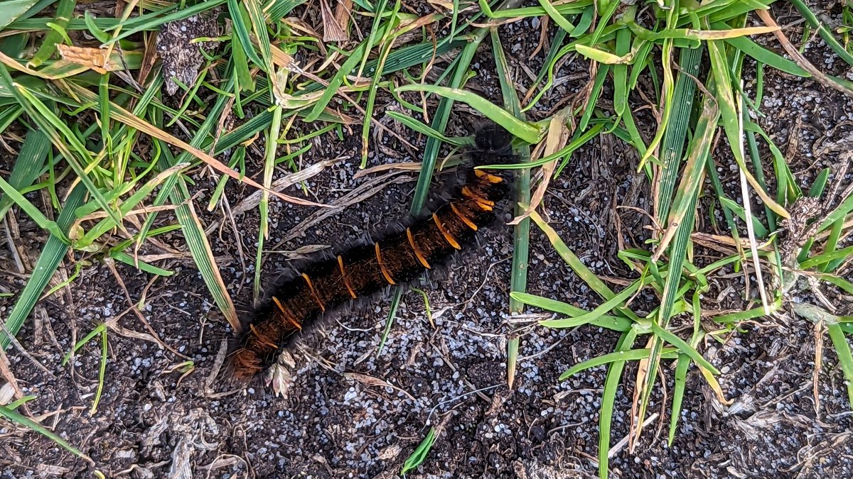 Fox Moth caterpillar on tonight's walk. #caterpillar #foxmoth