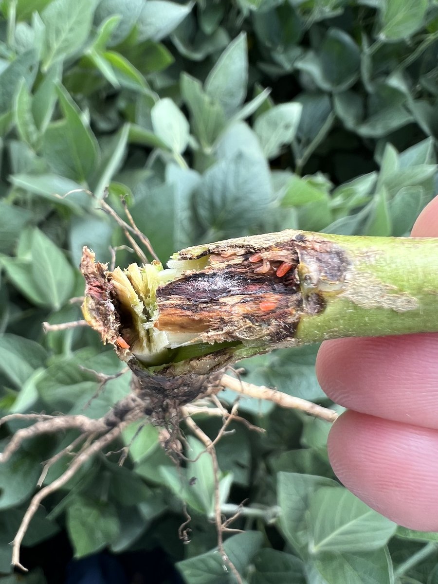 Condon Seed LLC tweet media