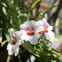 David Williams (@williams_d97749) on Twitter photo 