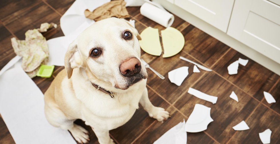 Almuoc's tweet image. Six Simple Steps to Solve Your Dog's Behavior Problems.

buff.ly/3rNmvPf

#dogbehavior #dogbehaviortips #dogbehaviortraining