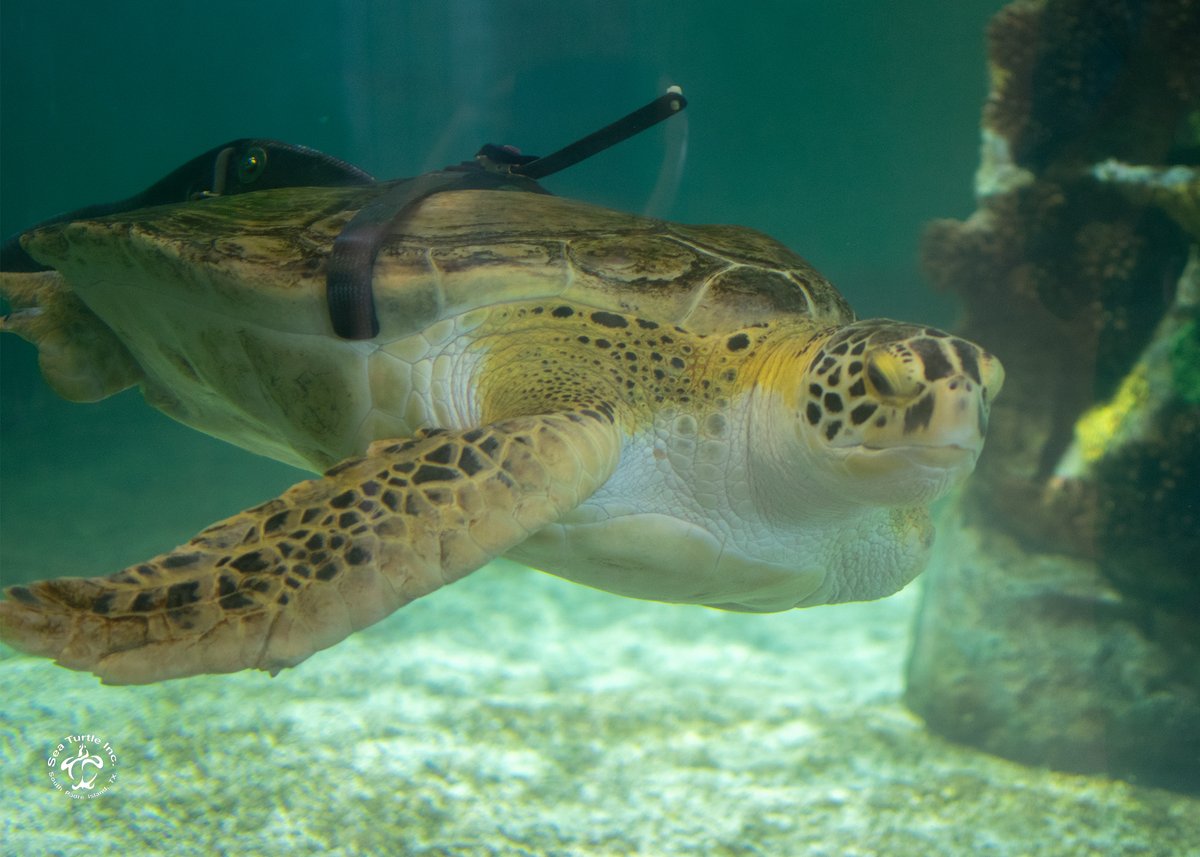 visitsouthpadre's tweet photo. It is with great sadness to announce that Allison, an 18-year resident of Sea Turtle, Inc, has passed away. She was beloved by many locals, visitors, and staff and will be greatly missed but always remembered.
#SeaTurtleInc https://t.co/YXH2GKpHfX