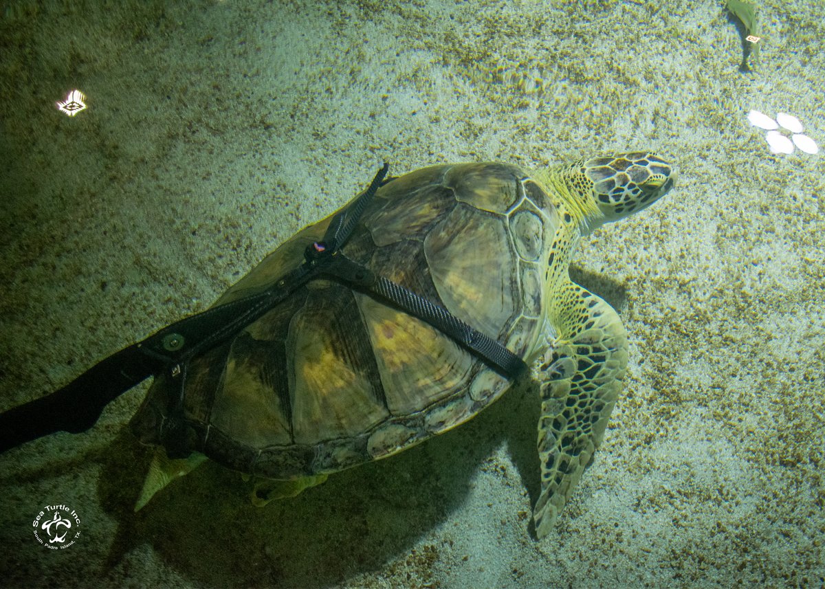 visitsouthpadre's tweet photo. It is with great sadness to announce that Allison, an 18-year resident of Sea Turtle, Inc, has passed away. She was beloved by many locals, visitors, and staff and will be greatly missed but always remembered.
#SeaTurtleInc https://t.co/YXH2GKpHfX