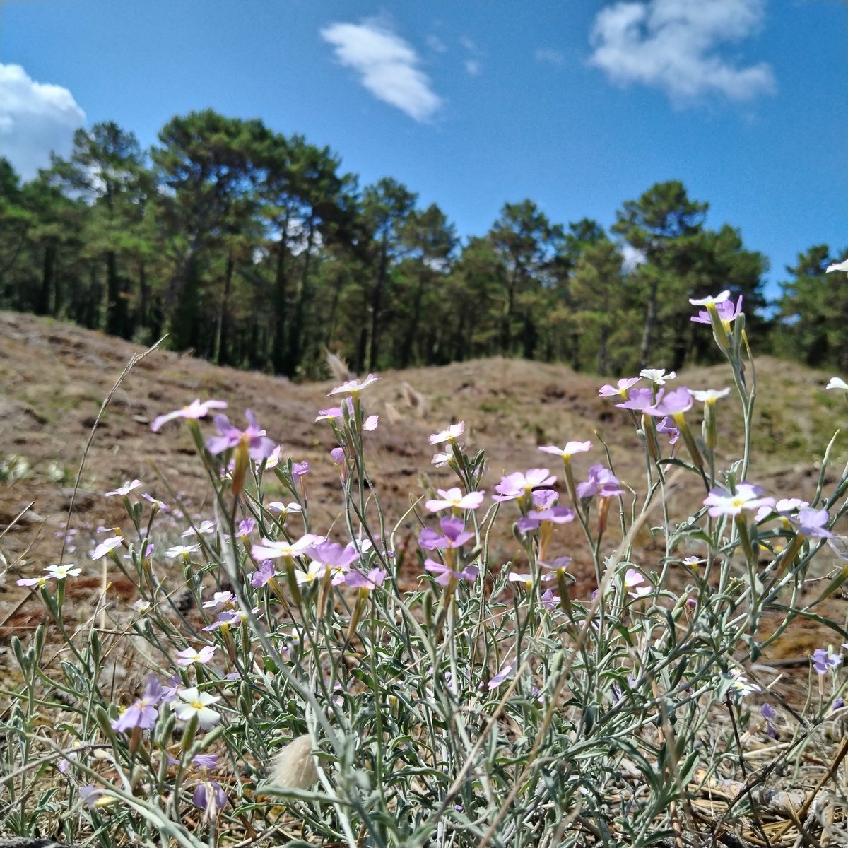 Between a beach and a forest.

A very long name. Marcus-Kochia littoria al shehbaz according to plant net.

Personally.
Not.
A.
Clue.