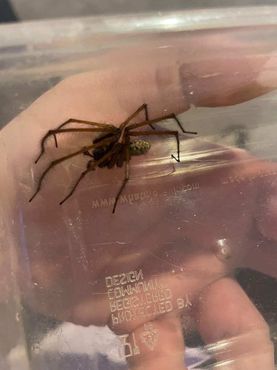 MAEccles's tweet photo. This thing just gave me a little nip. I’ve let it go but no idea what it is any ideas @BritishSpiders https://t.co/wSvrRrsHaq