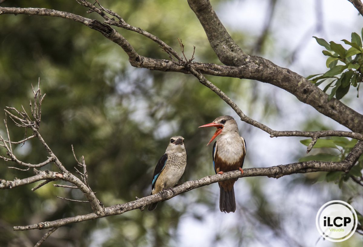 ILCP's tweet image. Male and juvenile Grey-headed Kingfisher, Halcyon leuccephala, sitting in a tree.

© Beverly Joubert / iLCP
______
#ilcp #imagelicensing #ilcp_photographers #wildlifephotography #kingfisher #ilcp_imagelicensing #conservationphotography #wildlifeconservation #avian
