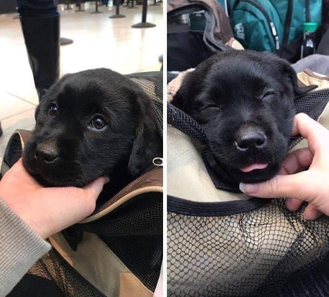 💖 (@twaniimals) on Twitter photo 