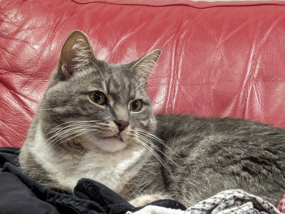 Tiny blep for your day 💜