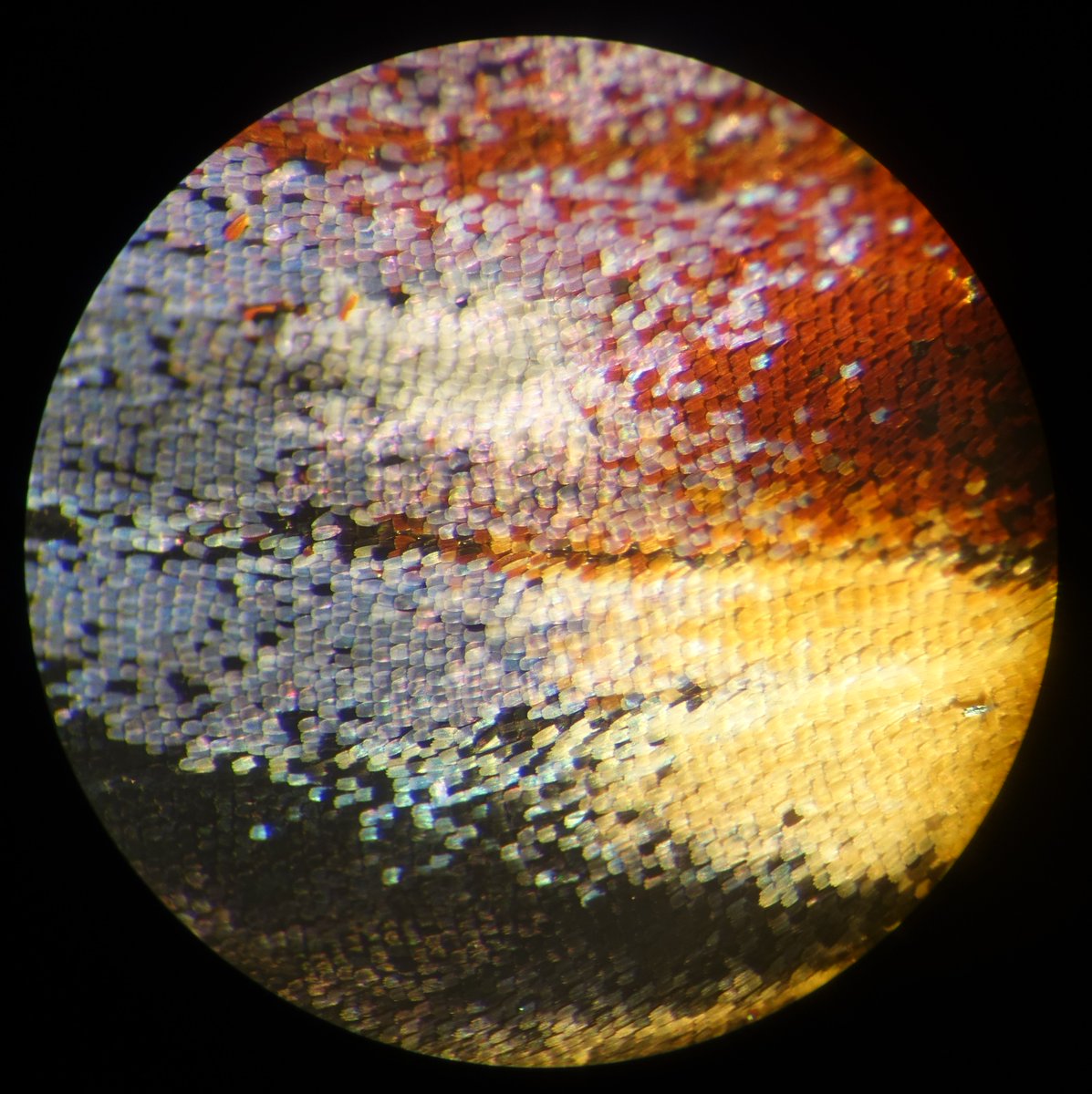 The beauty of a close-up (by a microscope) butterfly wing. So artistic.