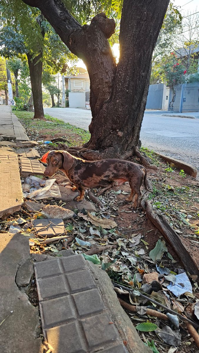 newandycruz's tweet photo. ¿Alguien perdió un salchicha arlequín? Está detrás del Hospital Universitario, Teniente Vera y Emeterio Miranda. https://t.co/0Au3YyhAXZ
