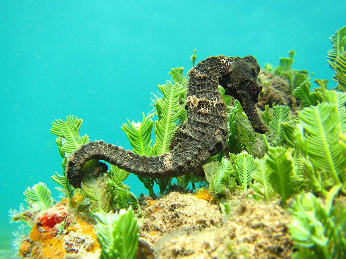 Come work with us this Fall! We are seeking an enthusiastic & dedicated @UBC undergrad to help us with our research project - 'Global conservation assessments of seahorses, pipefishes & seadragons'. Check out UBC Careers Online, search 'IUCN Red Listing'. Apply by Aug 14.