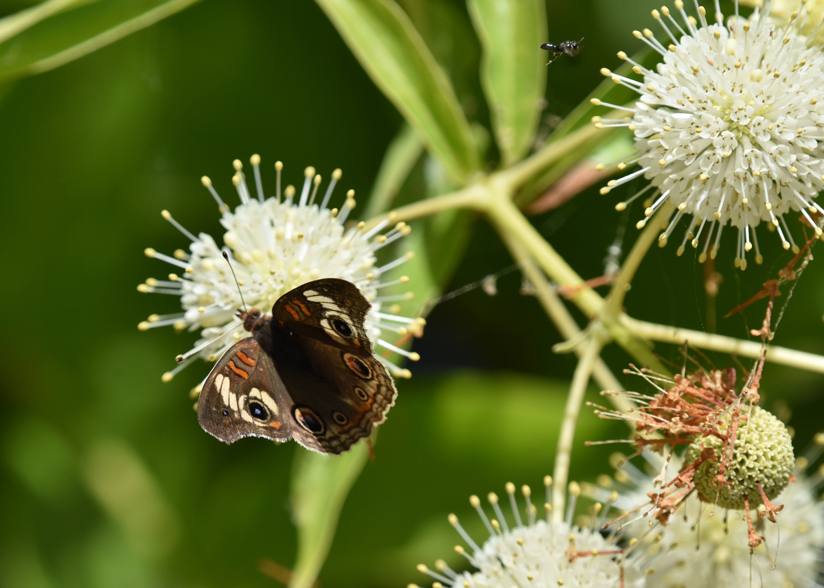 NatomasBasin's tweet photo. A Buttonwillow is a perfect rest stop on a bright summery day! This brown butterfly with orange and crème-colored markings on its wings takes a peaceful break.
#butterfly #butterflies #Buttonwillow #WildlifePreserve #WildlifePlants #nature
https://t.co/CRW5DImZFk https://t.co/W5wbHXMhCi