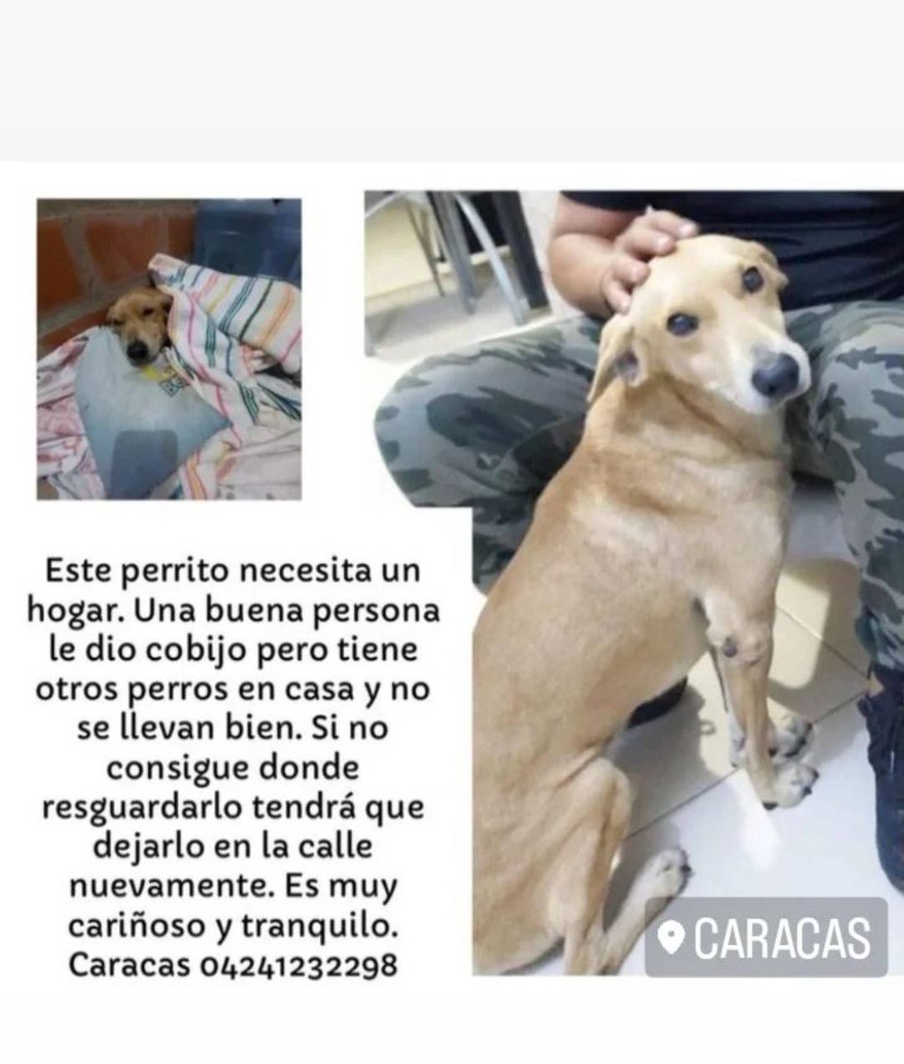 PerroUsuario's tweet image. URGE hogar responsable para este pequeño, Caracas