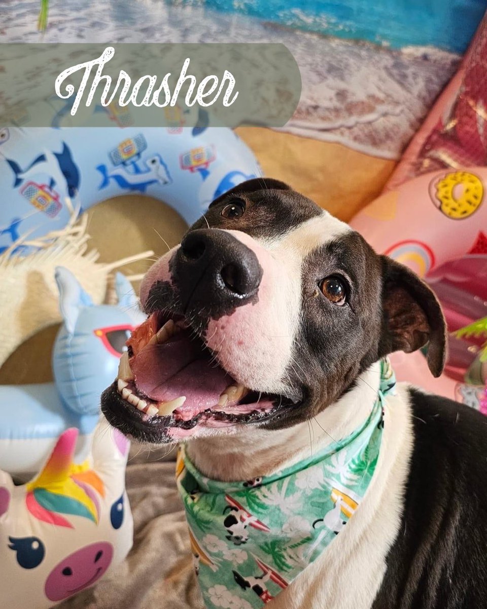 PeninsulaSPCA's tweet photo. #TongueOutTuesday! Brought to you by our Summer Photo Fundraiser! Who does it better: Millie, Thrasher, Bentley, or Ashley? 😋⛱️

All are available for adoption! https://t.co/mt8HgOZUy9

📸 JoAnne https://t.co/E2GmnjoHQd