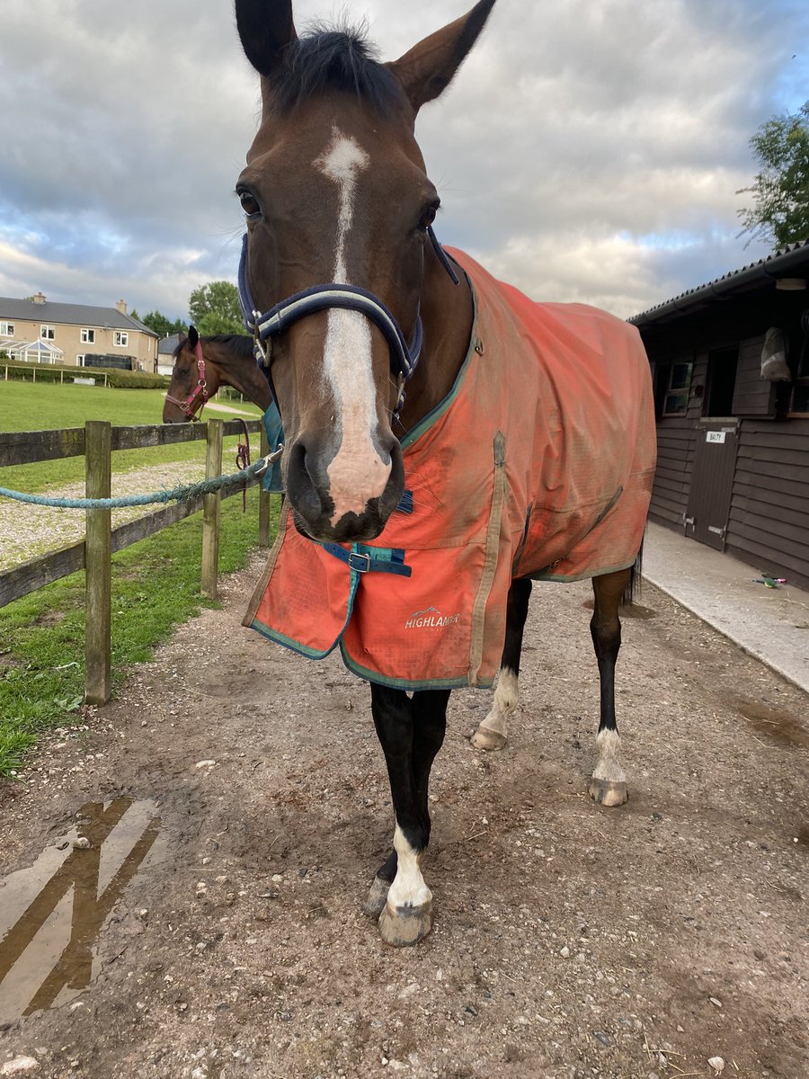 BoysBalty's tweet photo. Mum says I’m an oddball!!???🤣 #quirkyboy #fullofcharacter #ror #exracehorse https://t.co/xn277mbTv1