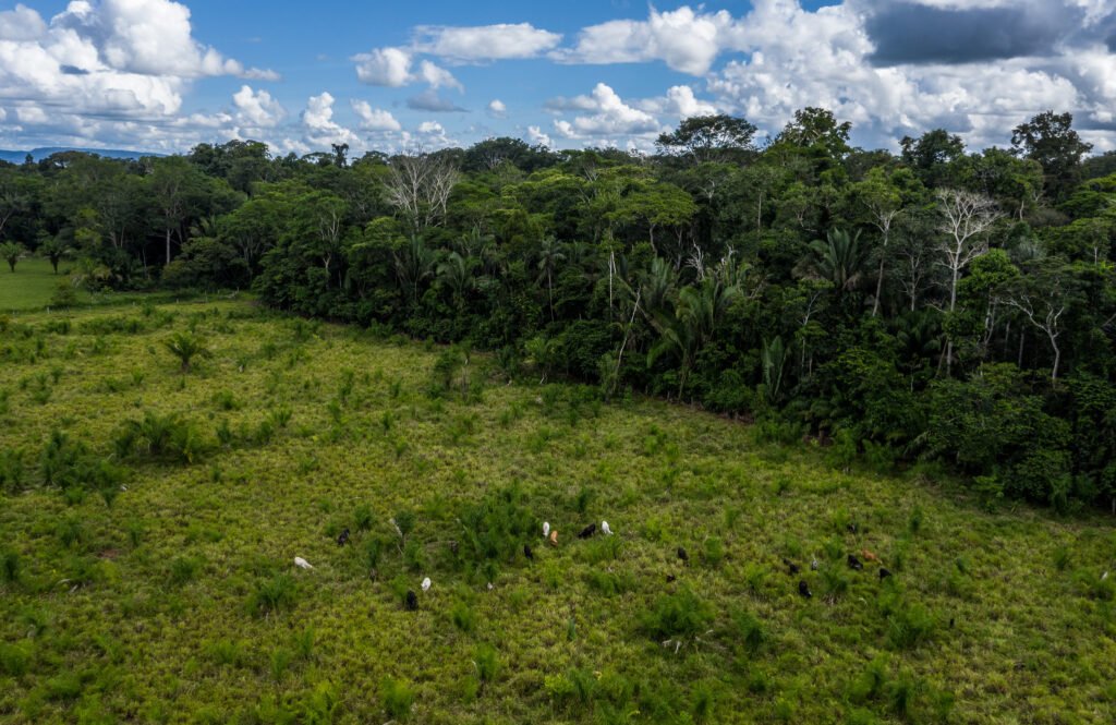 InfoAmazoniaBR's tweet photo. A invasão de fazendeiros que hoje abastecem grandes frigoríficos com gado criado dentro da Terra Indígena Uru-Eu-Wau-Wau tem origem no governo militar de 1964. Segue o fio🧶 https://t.co/I0ZPEmGrIX
