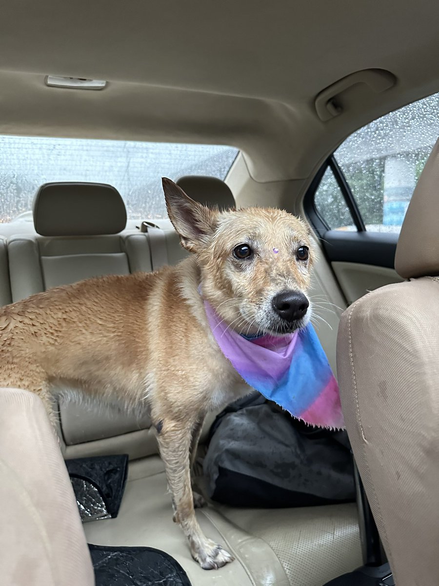 naigilyn's tweet photo. 🚨PERRITA PERDIDA EN CUPEY🚨
COMPARTAN POR FAVOR 🥺🙏🏼 https://t.co/LkI8fGNQzN