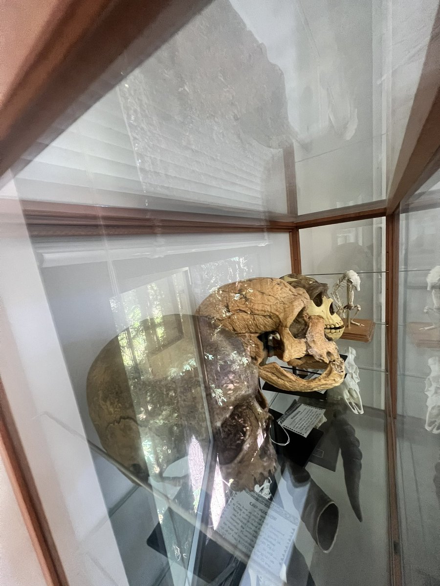 mirandaexists's tweet photo. Biological Anthropology ✏️ https://t.co/Zgg5w01NIj