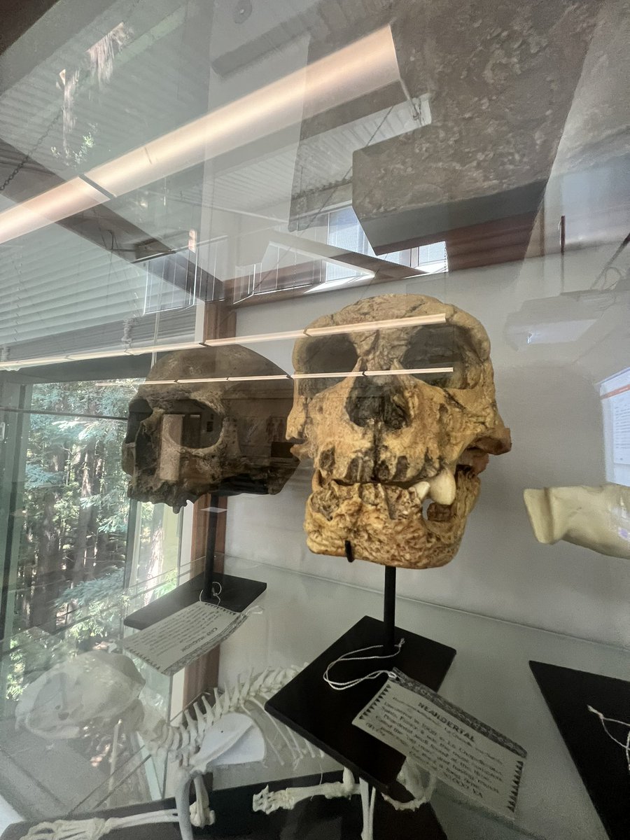 mirandaexists's tweet photo. Biological Anthropology ✏️ https://t.co/Zgg5w01NIj