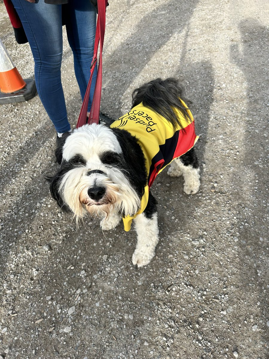 DawnSG2010's tweet photo. Star of the show at the #FlatCap5 race goes to the @PudseyPacers mascot. What a great pooch https://t.co/AsEgSsMMYS