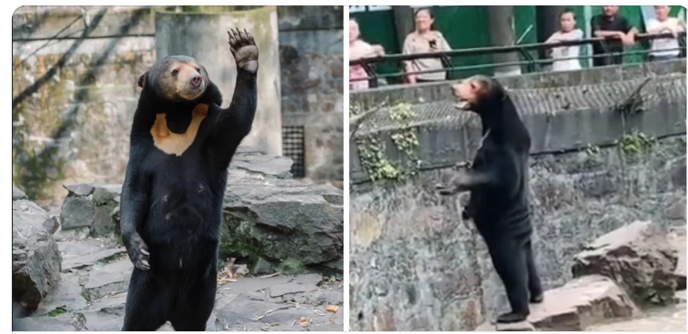 This is a first - in the last 24 hours, The <a href="/BBC/">BBC</a>, <a href="/thetimes/">The Times and The Sunday Times</a>  in London, and the <a href="/nytimes/">The New York Times</a>  have all contacted me about - wait for it - a man in a bear suit?! I can verify it IS in fact a bear...see how here: chrismorganwildlife.org/post/it-s-not-…