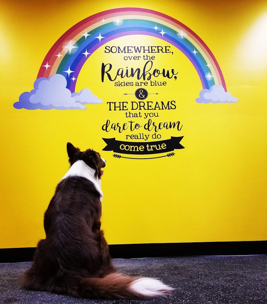 Unleash the best in your dog at Wizard of Paws. Their premier dog grooming and training services will have tails wagging for joy! #downtowngeorgetown #haltonhills