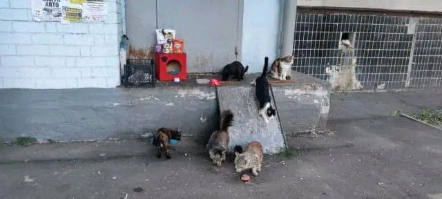 Tailscareua's tweet photo. Helped Saltivka cats 🙏❤️🐈‍⬛🐾 https://t.co/EqnNpyAeJd