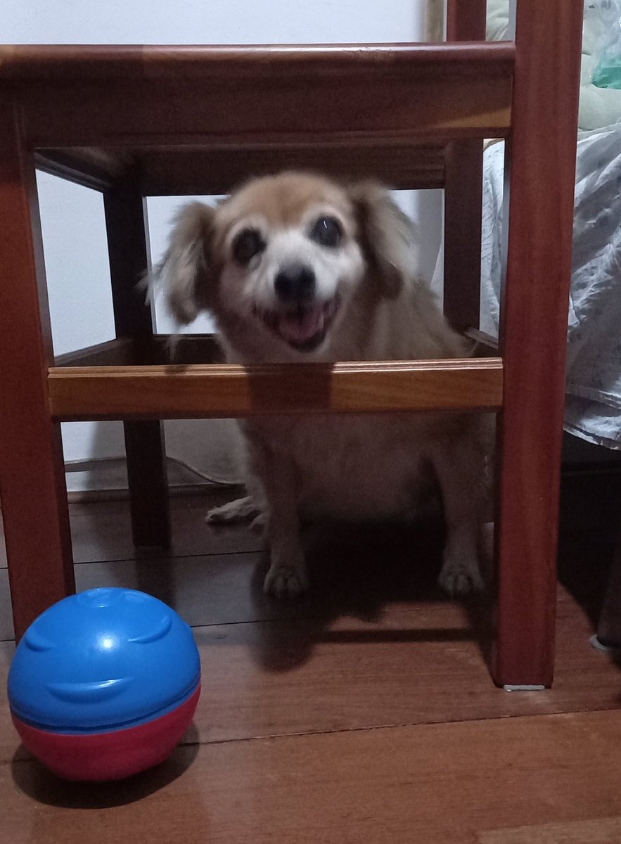 nyanne_cat's tweet photo. Marilu é um senhorinha cardiopata que completou 1 ano de adoção agorq em Julho e apoia muito essa ideia! https://t.co/FA1aSLeWiZ