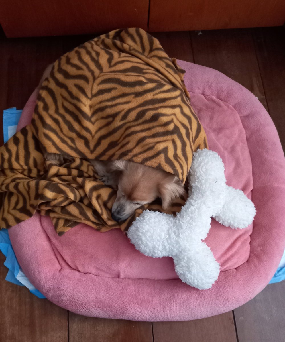 nyanne_cat's tweet photo. Marilu é um senhorinha cardiopata que completou 1 ano de adoção agorq em Julho e apoia muito essa ideia! https://t.co/FA1aSLeWiZ