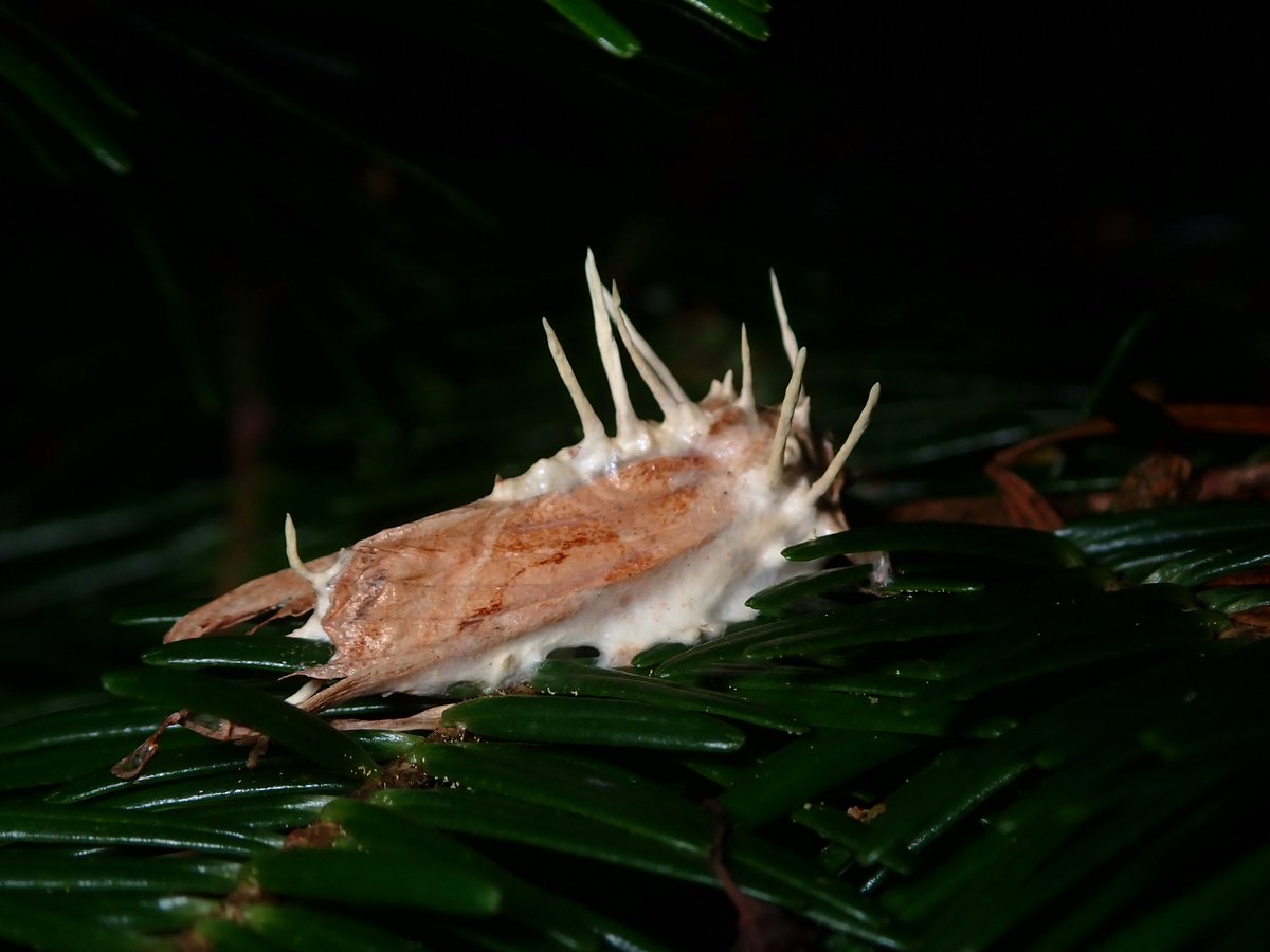 Hunter Stevens tweet media