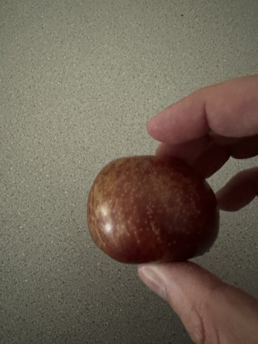 MoshJoody's tweet photo. Double #fruitreview Pluot! Delicious! Juicy. This would be a perfect garnish on a summer drink. One of the best ones to date. 8.8. Will try again. https://t.co/OynxJOcBP7