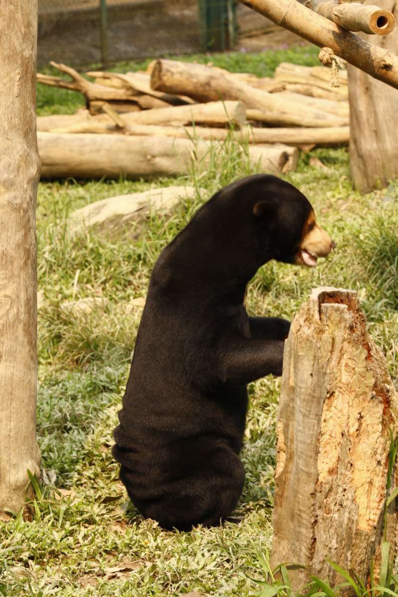 OK, I’ve been asked by many people to weigh in on this whole “China zoo has people dressed as sun bears” debacle and so I present the following sun bear butt evidence from my own experience reporting Eight Bears.