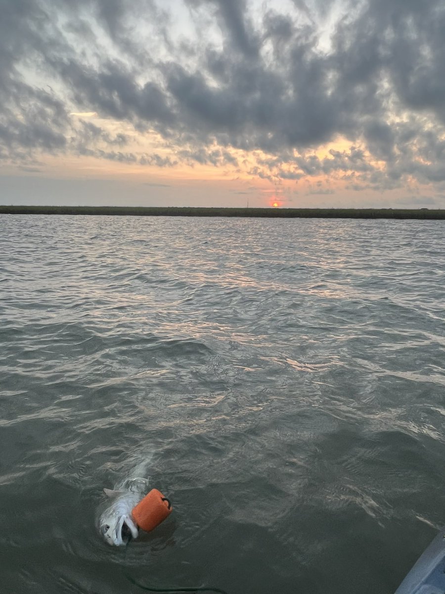 shebass335's tweet photo. Got an early bite this morning. https://t.co/M0hqHalGLf