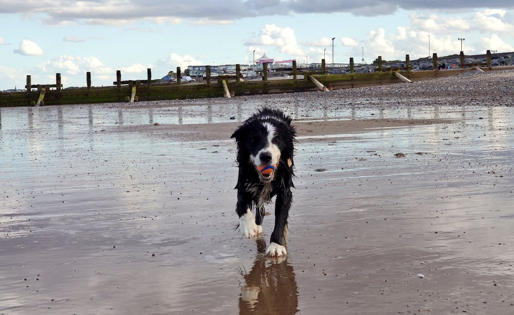 CollieJake's tweet image. Love the beach 😁