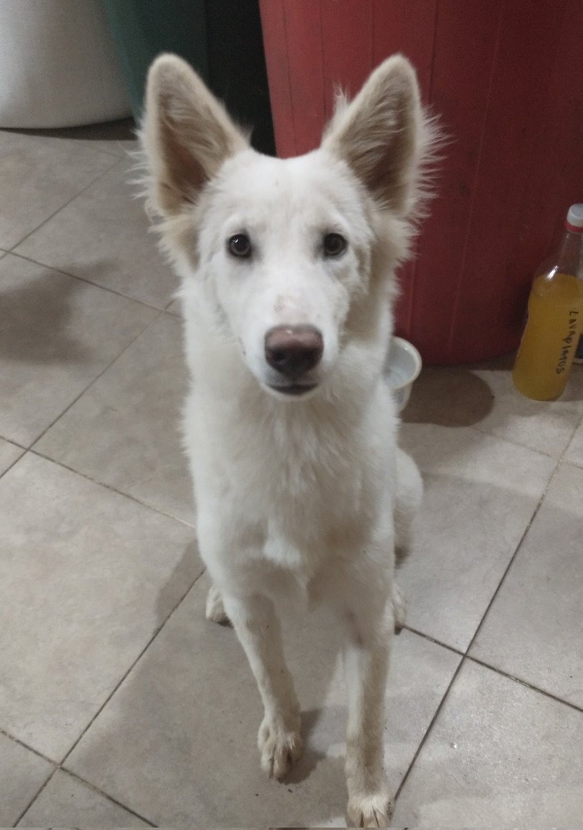 ntarrazzi's tweet photo. 🧵1/2
No les he contado la historia de esta perrita que bautice con el nombre de Kira. Fue dejada por la calle por acá donde vivo porque su dueño se fue. No llega aún al año.
Noté que no hace caso cuando la llaman como los otros perros. El veterinario me confirmó que es sorda 😔 https://t.co/vXSIvjtnqa