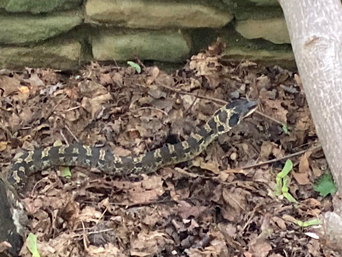 eosnos's tweet photo. Hi #snaketwitter, what is this? In southwest Michigan. https://t.co/wC28ZgRS4K