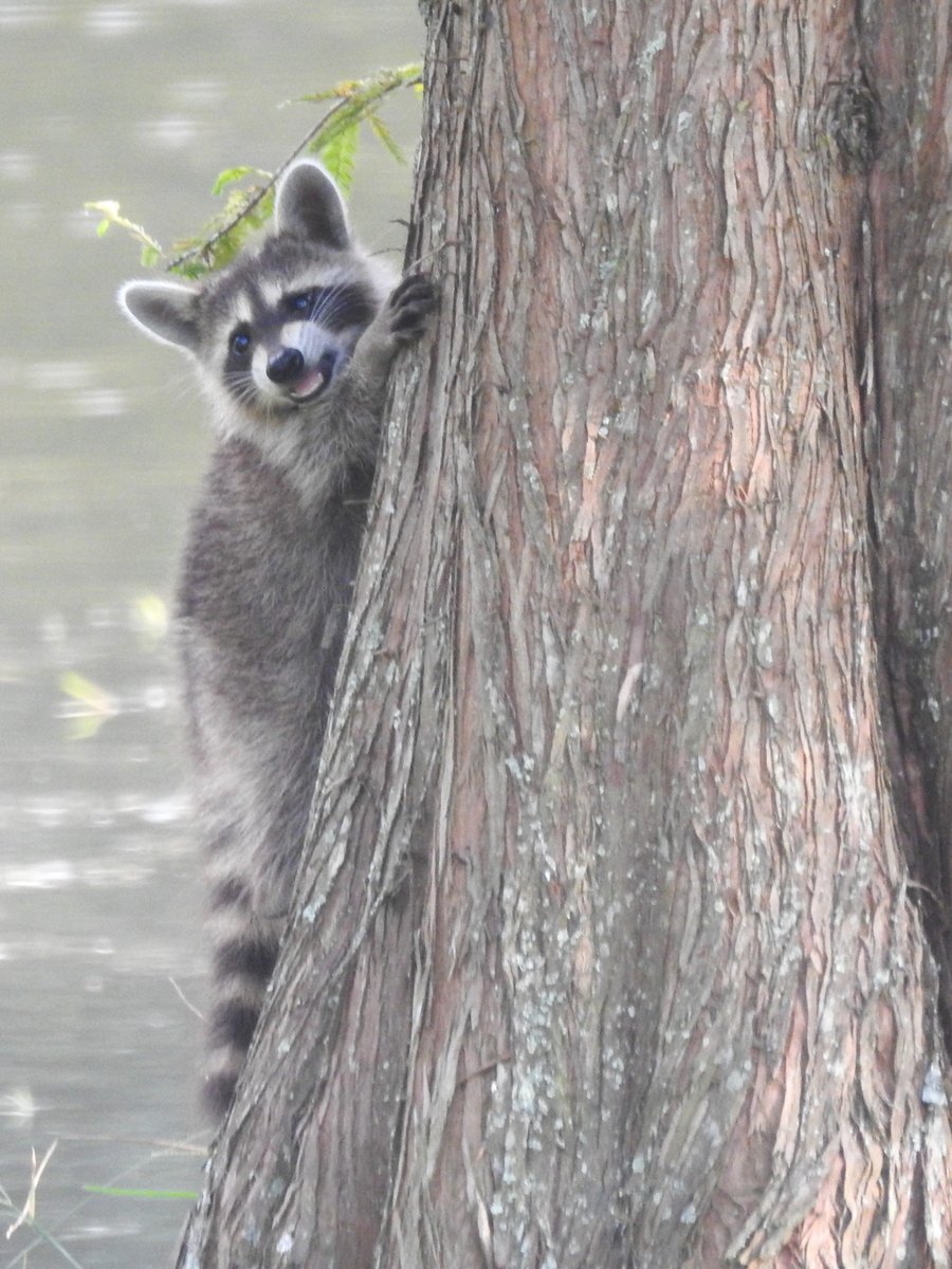 danielthedaring's tweet photo. baby raccoons 🥰 https://t.co/SNCPJ9elGk