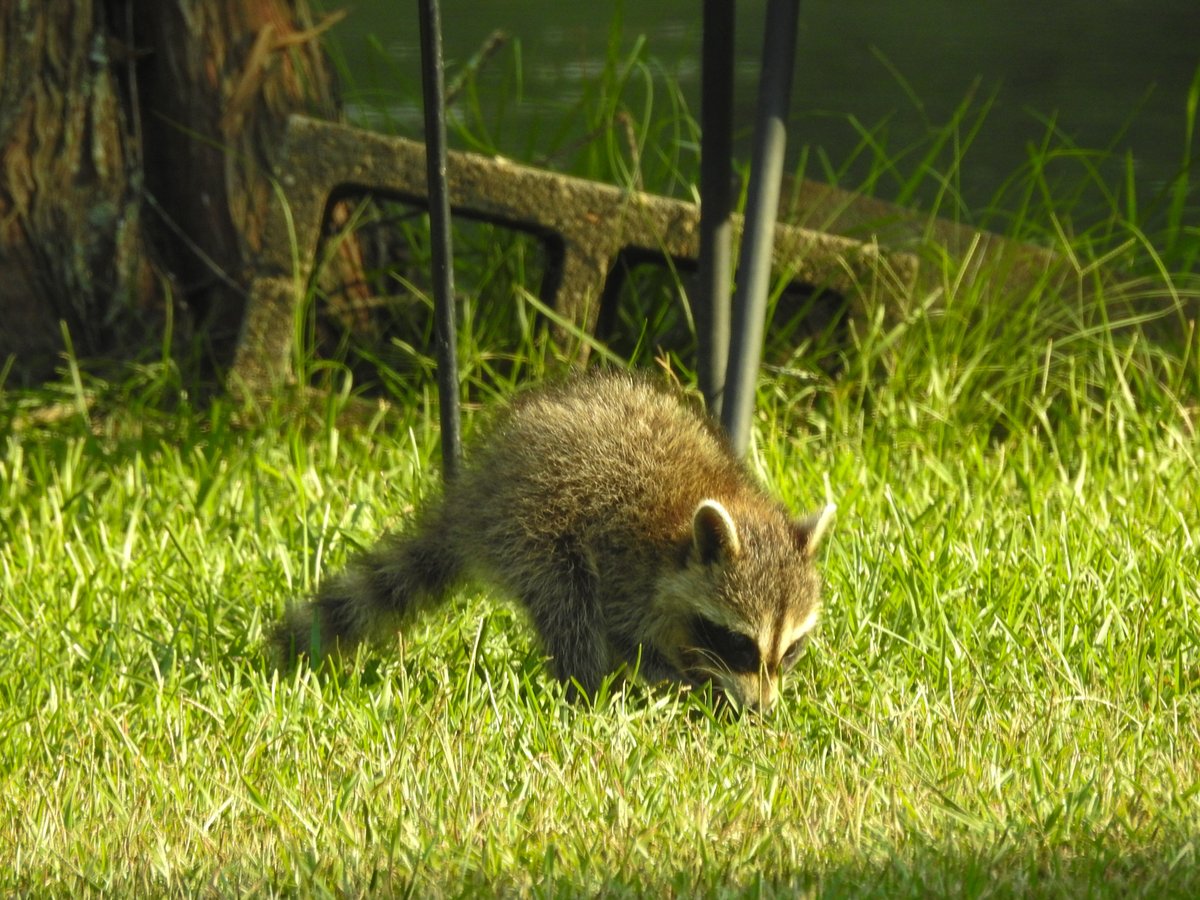 danielthedaring's tweet photo. baby raccoons 🥰 https://t.co/SNCPJ9elGk
