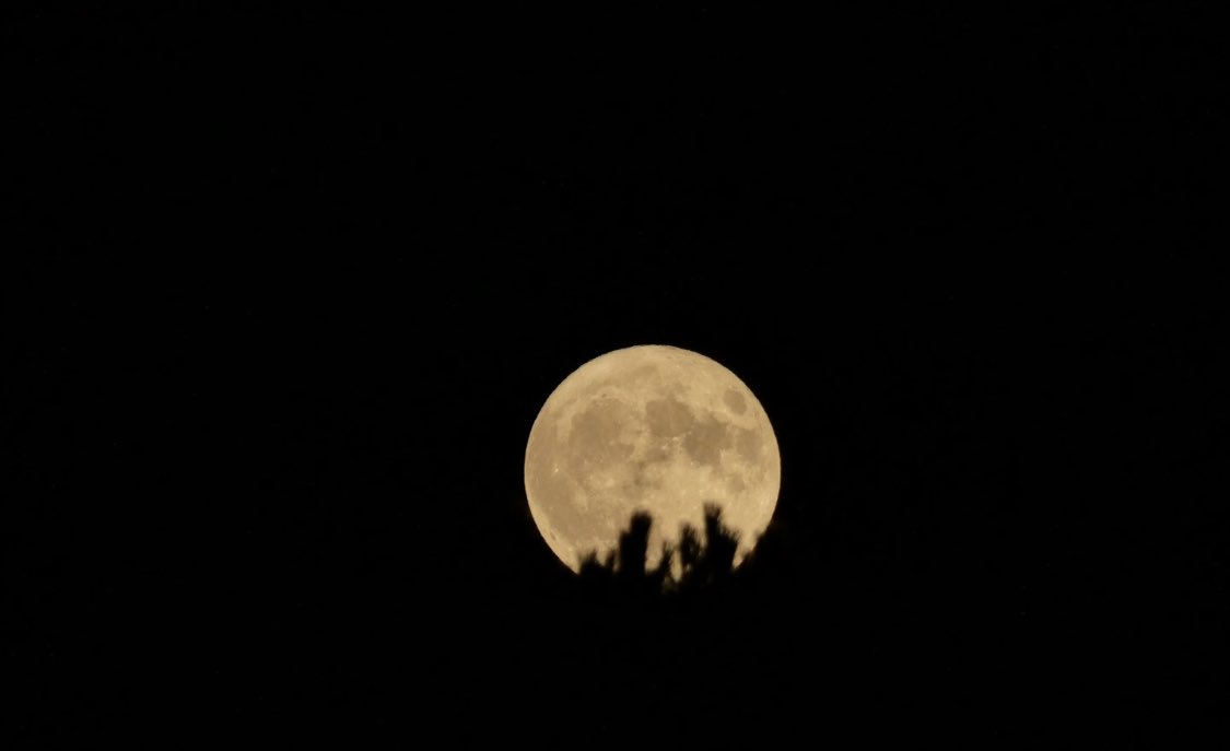 dxni_Mg's tweet photo. 🌝Así salía la luna #Esturion por #Avila he podido fotografiar estas dos imágenes un poco curiosas con el acecho de las ramificaciones de un pino piñonero 😃🌲
@tiempobrasero @HimarGonzalez @Produccionsn https://t.co/A7spSPA5Nw