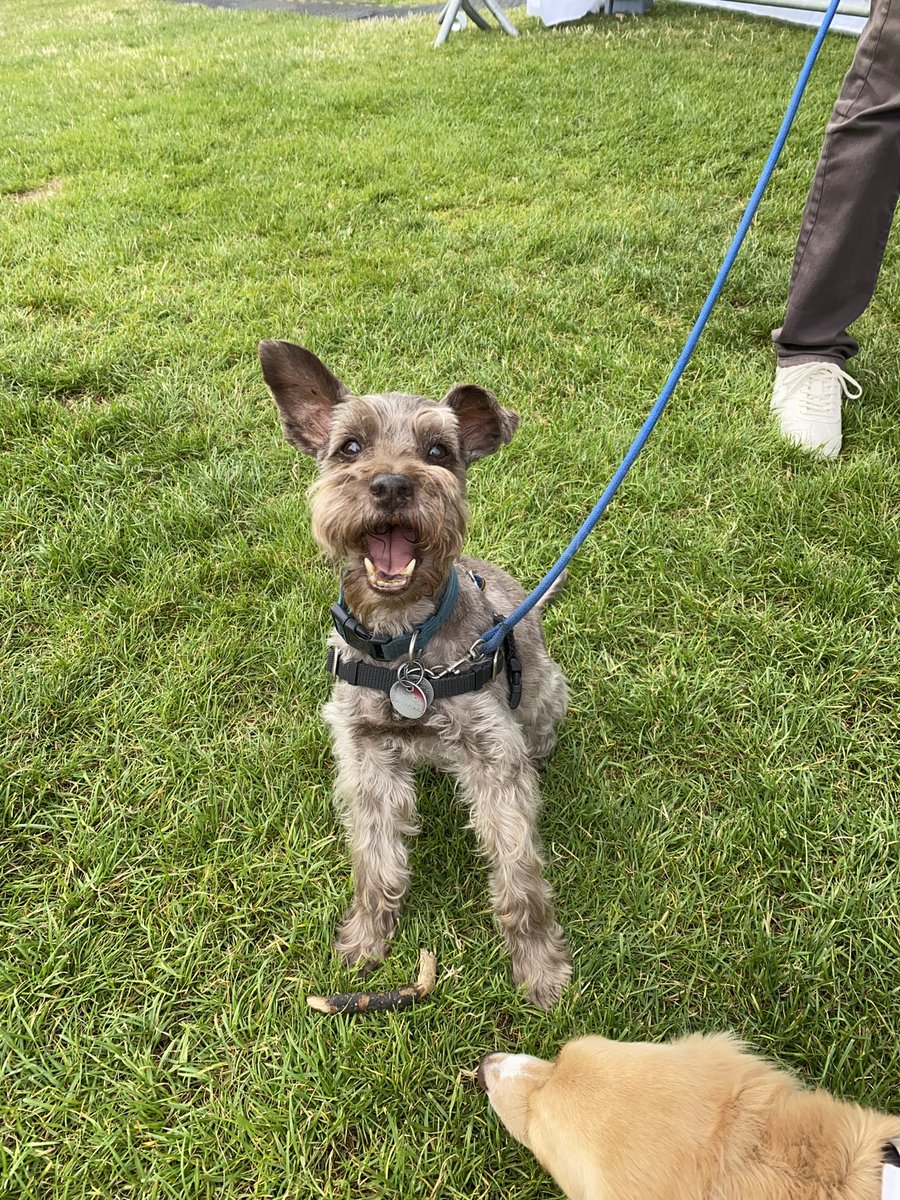I got a stick!
#Schnauzergang