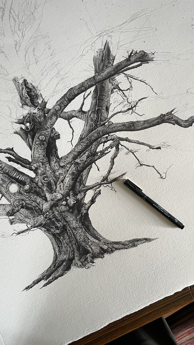 cjpartist's tweet photo. Drawing of the giant beech tree coming along. #thicktrunktuesday https://t.co/nS27wMBLzm