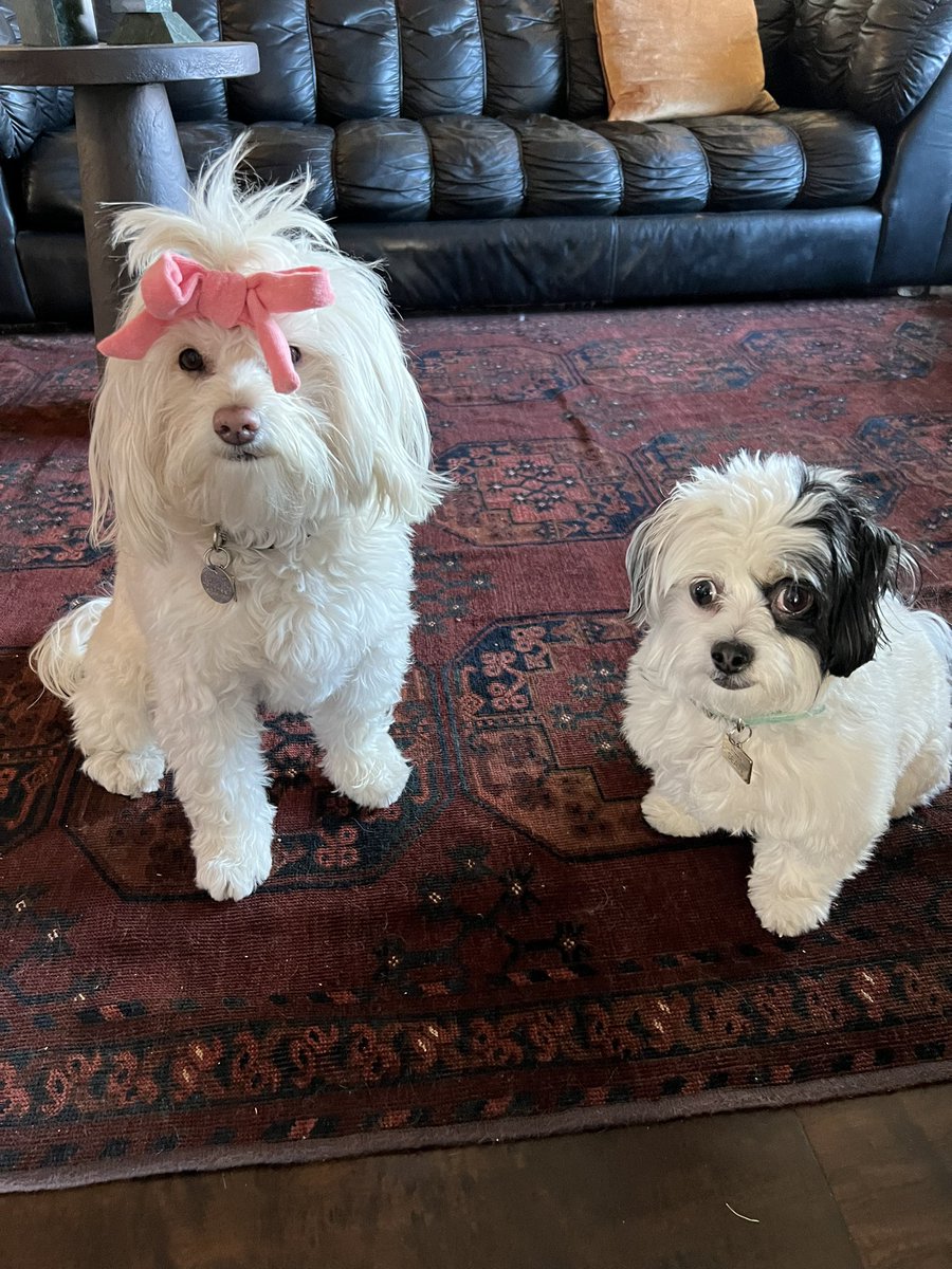 Mythical's tweet image. when the dogs look like their owner