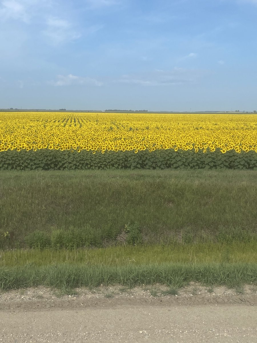 FarmerCJohnson's tweet photo. It a beautiful time of the growing season for these . Near Great Bend ND https://t.co/oTTBvFwVX2