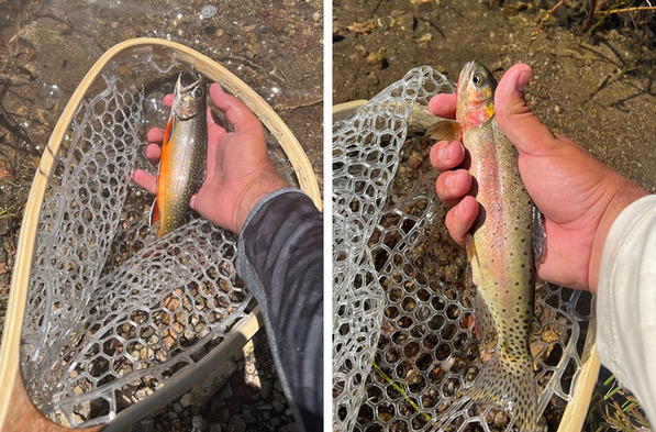 NM Game and Fish tweet media