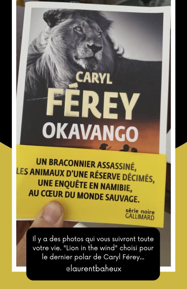 laurentbaheux's tweet photo. Il y a des photos qui vous suivent toute votre vie : « lion in the wind » choisi pour la couverture du dernier polar de Caryl Ferey 😍😉☺️
#serienoire #polar #carylferey #okavango #namibie #Lion https://t.co/EkTD3lPsI1