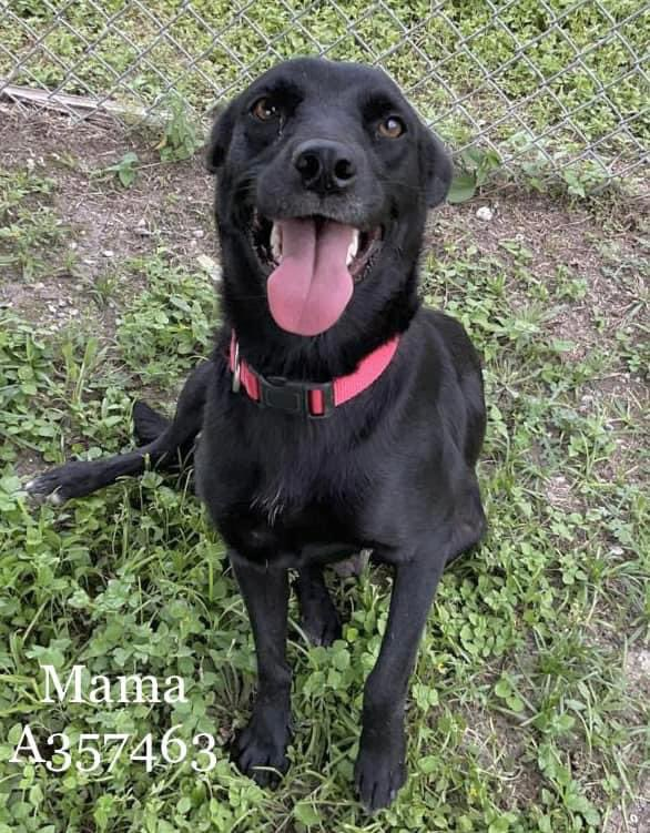 💖🐾MAMA🆘#A354953 12 Months💜
One Gorgeous Girl (Lab) Any Family👨‍👩‍👧
Would Be Proud 2 Have. She Is Shy 2 
Start Ok W/O🐕She Is A🧁Pup 
Looking For That Special Person 2💞
#CorpusChristiTX Will Not Wait/Hurry
🔖8/3/23📕Plz #Pledge To 🛟 🙏
📧ccacsrescues@cctexas.com
☎️361-826-4630