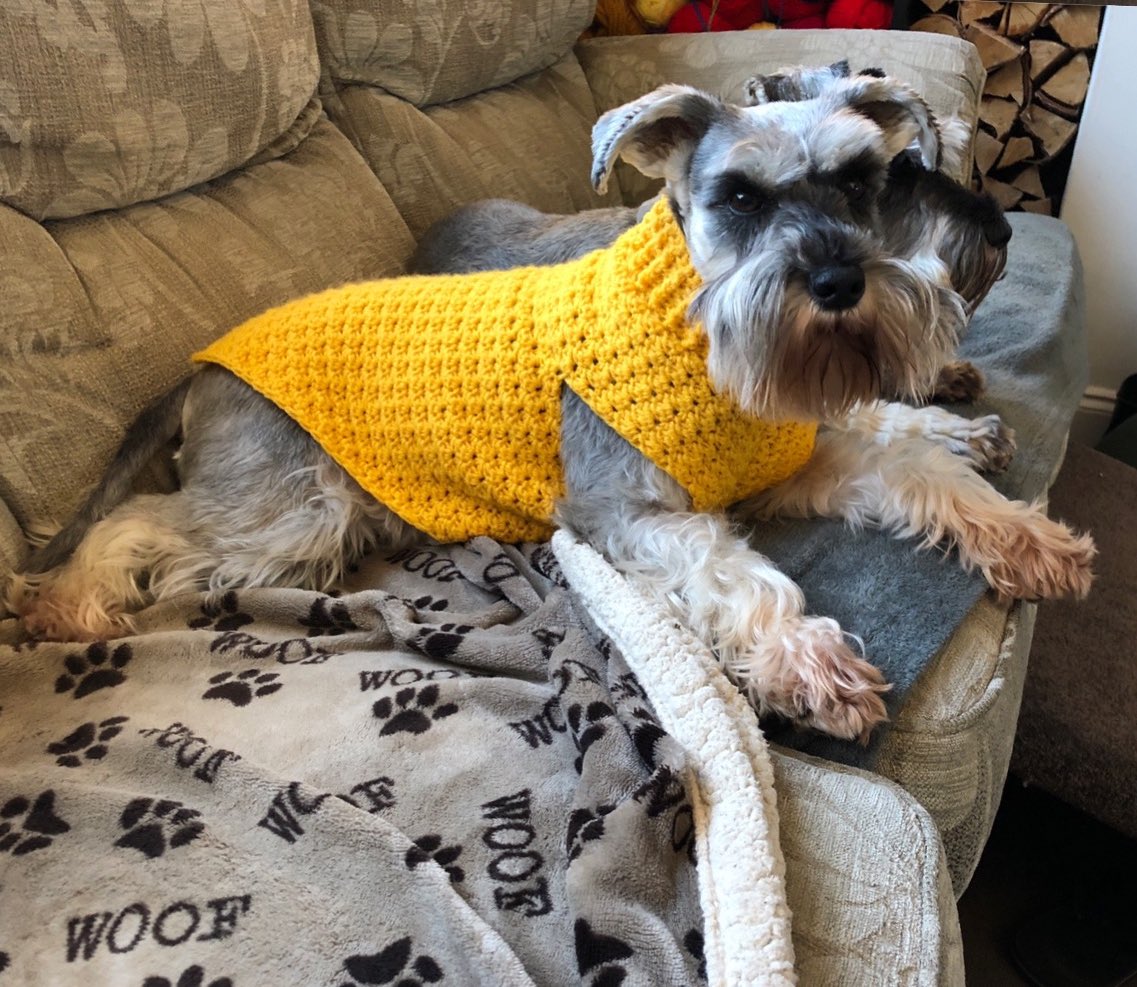 mitchboi1982's tweet photo. @sloan1874 @martyboi9 My lil lady Maya loves wearing a jumper🥰 she sulks when we take it off 😂 https://t.co/dMc5eqPrz8
