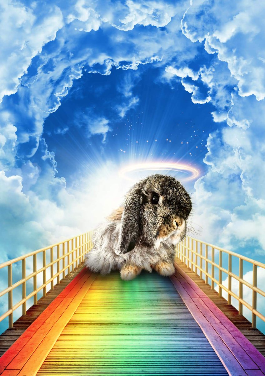 baileybun1's tweet photo. Frens mommy and me bees doing a huge sad today. Our fren @MichaelTheBun has made his journey #otrb. It bees a bewy sad day in #dabuncommunity #binkyfreebestestboiever https://t.co/oFCCBSFskl