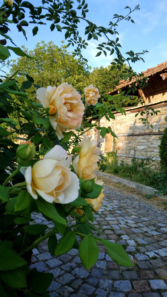 In the embrace of the mighty Balkan 💛 A cocktail of history, sunshine and yellow roses #Bulgaria #summer