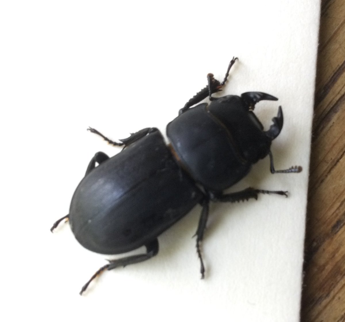 We recently received a record of Lesser Stag Beetle. An impressive beast whose larvae chew through rotten wood. Shows the importance of keeping dead wood around! <a href="/ColSocBI/">Coleopterists Society of Britain and Ireland</a> @clan_cic <a href="/HeritageFundUK/">The National Lottery Heritage Fund</a>